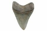 Serrated, Fossil Megalodon Tooth - North Carolina #370218-1